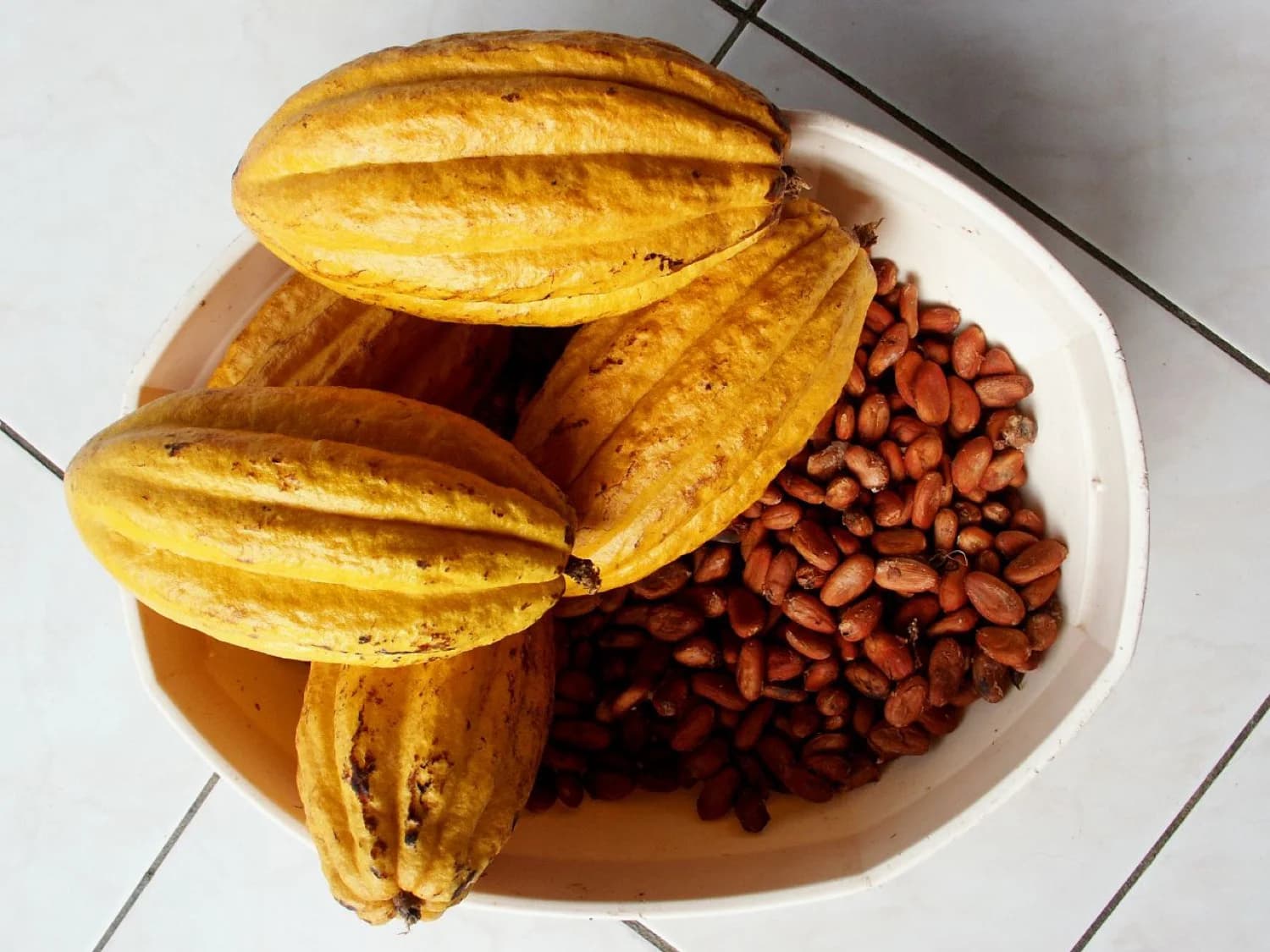 Granos de cacao secándose al sol