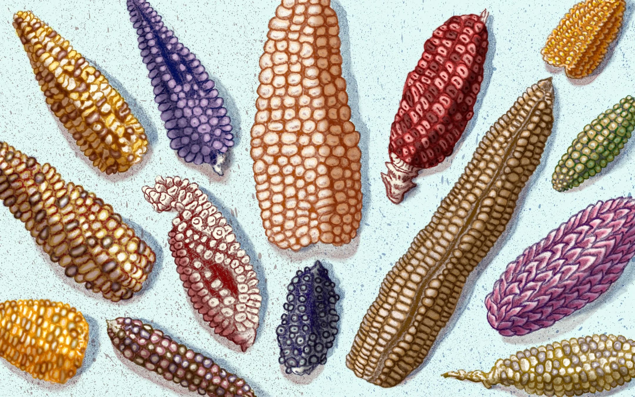 Colorful corn varieties