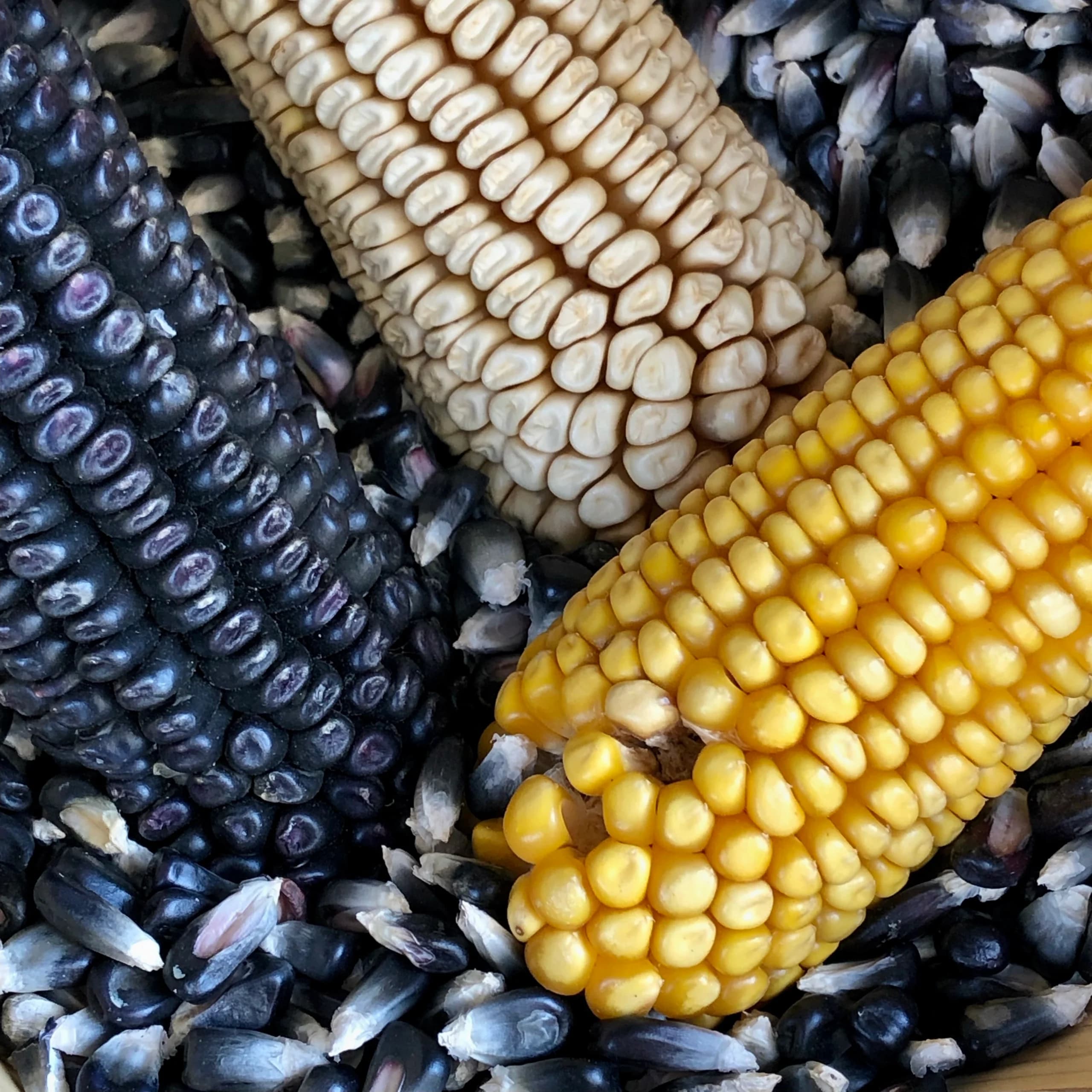 Maíces criollos azul, blanco y amarillo