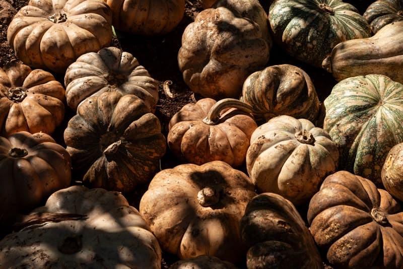 Image of colorful squashes