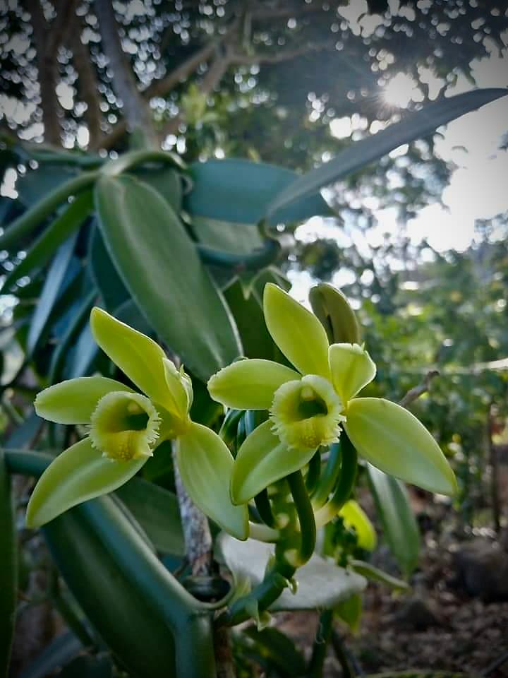 Vanilla flowers in a vanilla plantation