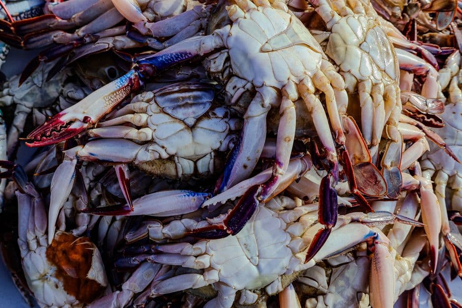 Crabs gathered together