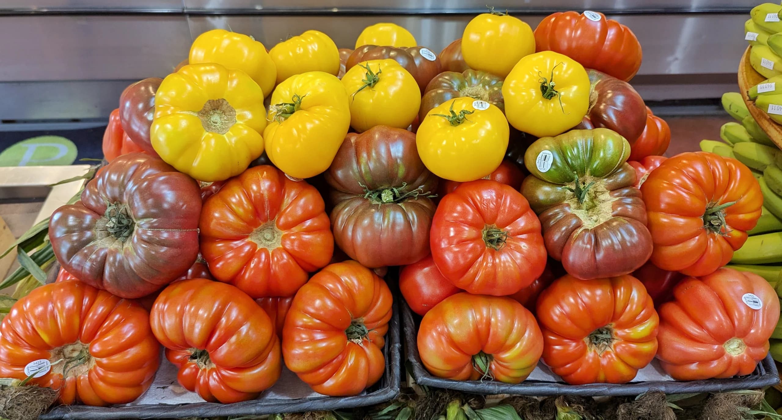 Jitomates criollos de distintos tamaños y colores sobre una mesa