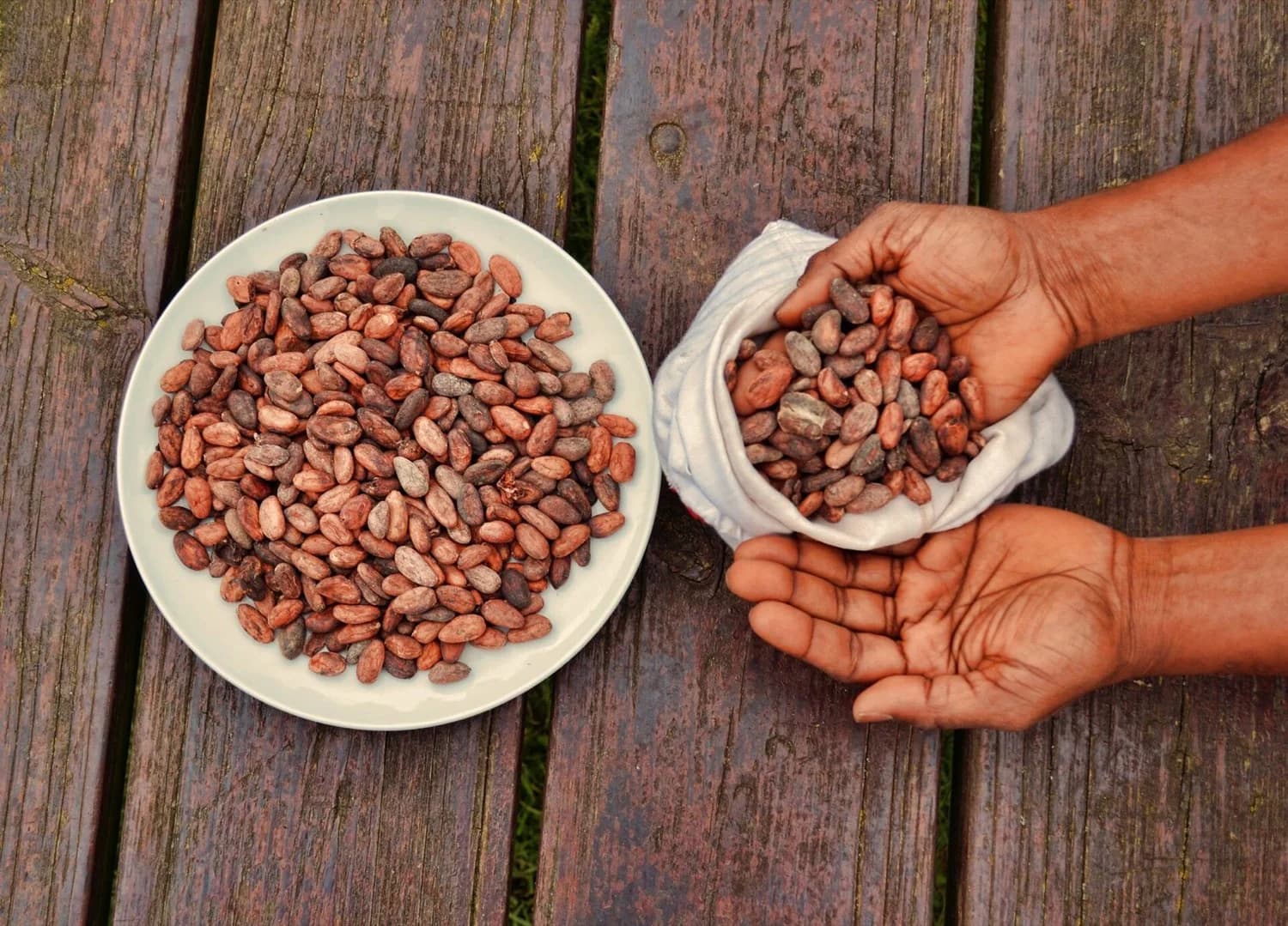 Flor rosada del árbol de cacao brotando directamente del tronco
