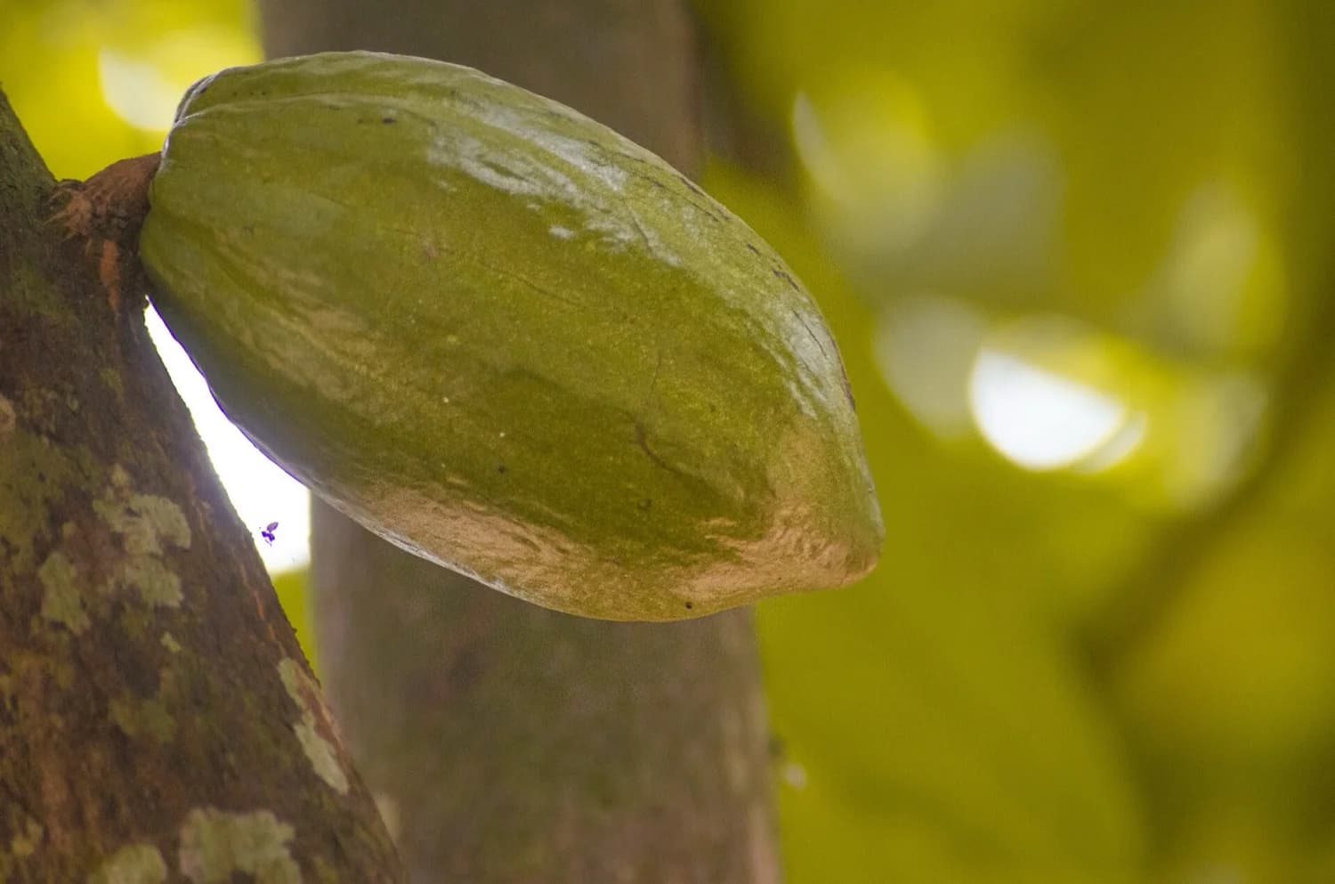 Pulpa dulce que envuelve los granos de cacao