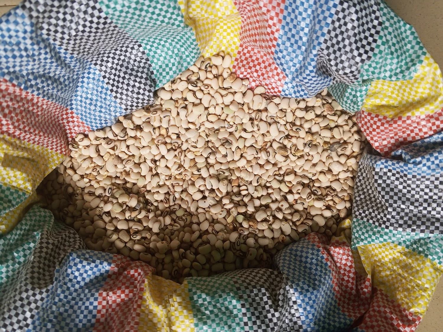 Diagrama de la milpa con maíz, frijol y calabaza