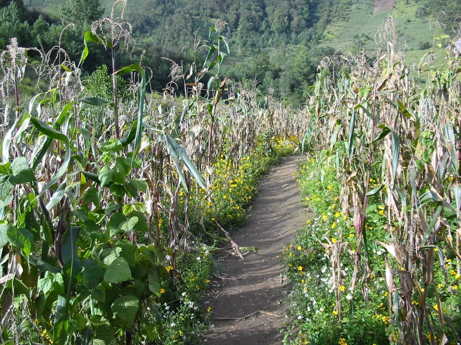 Mazorcas de maíz criollo amontonadas para el intercambio