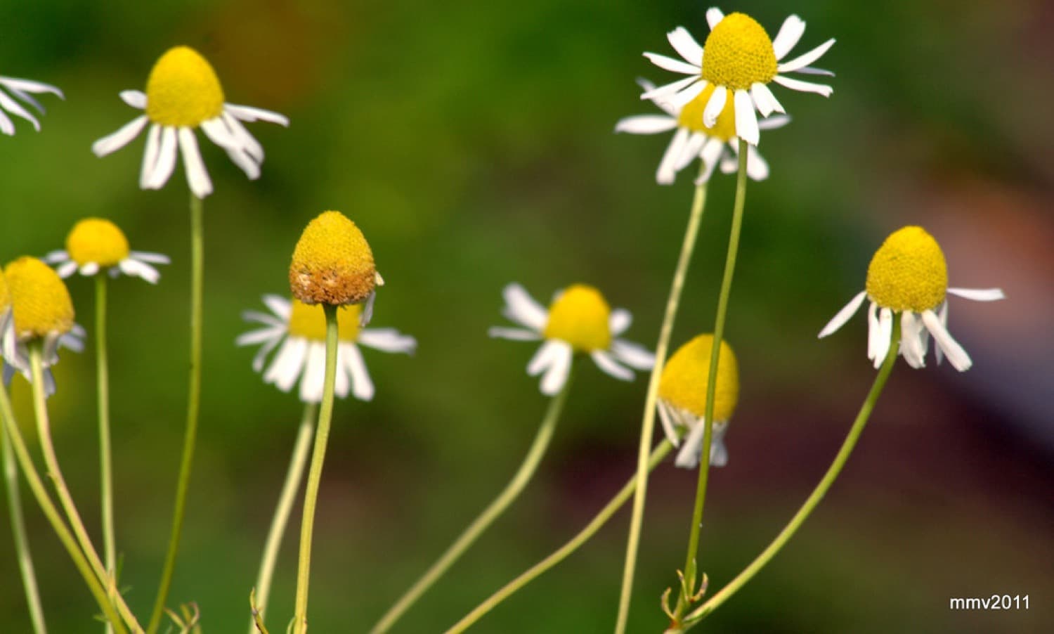 Una flor amarilla pequeña abierta hacia la luz