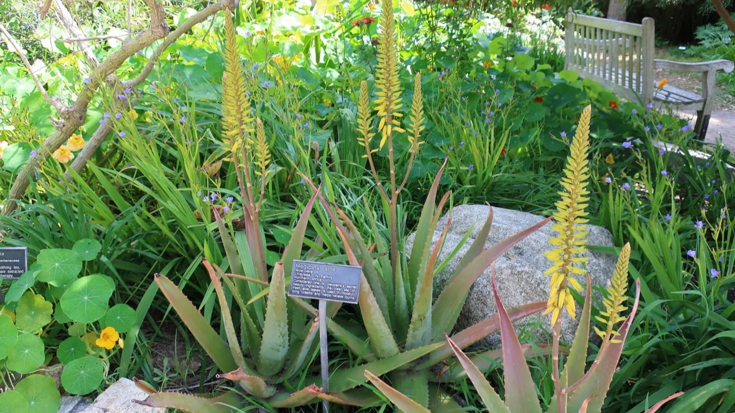 Diagrama de un bosque que muestra la diversidad de plantas de la milpa
