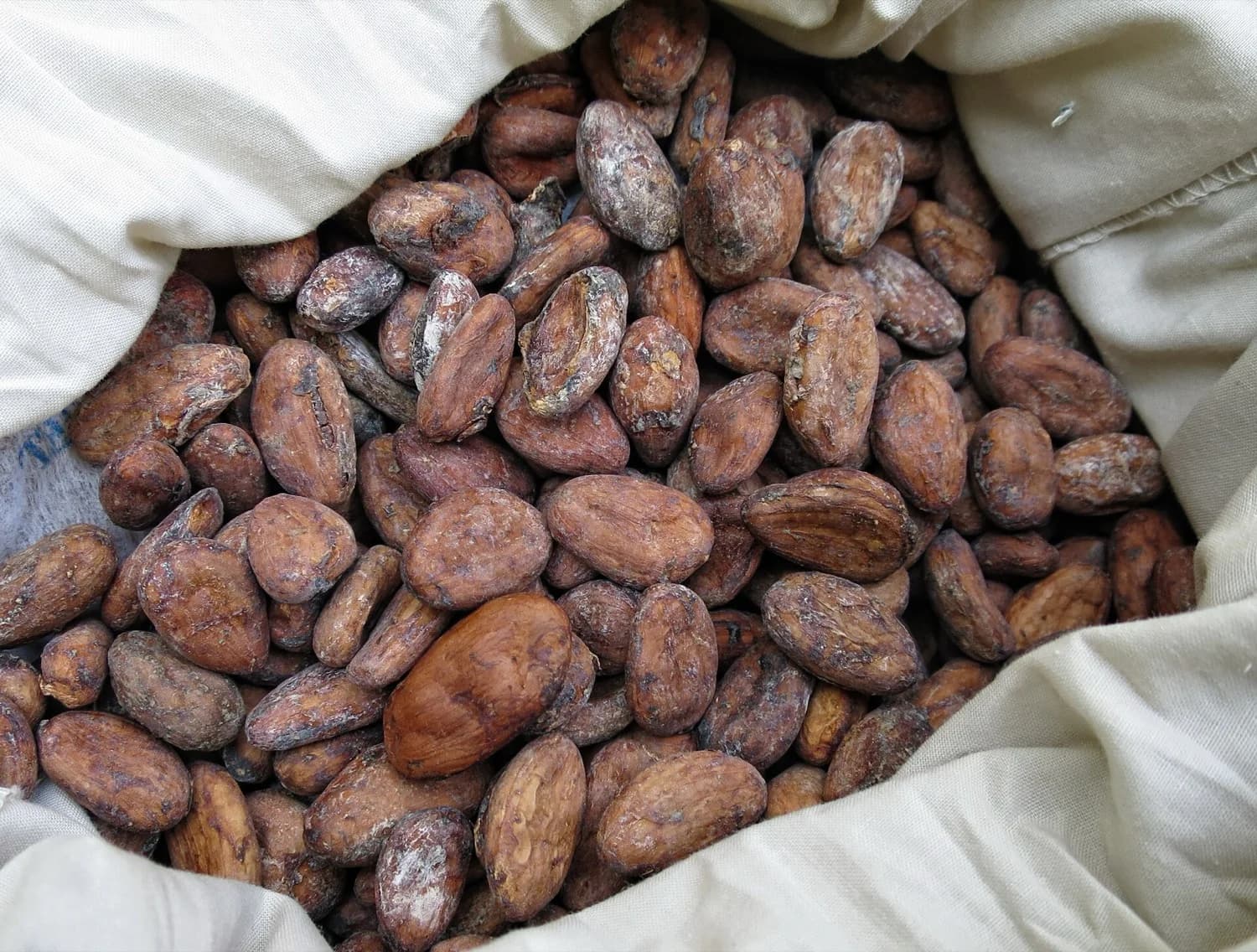 Flor pequeña y rosada creciendo en la corteza del árbol de cacao