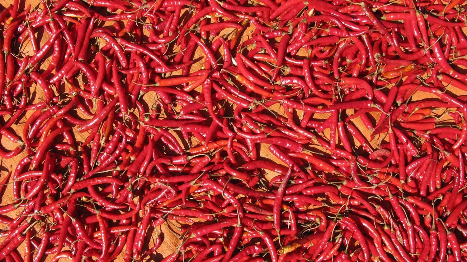 Chiles secos de tonos rojizos y oscuros reposando sobre un metate de piedra