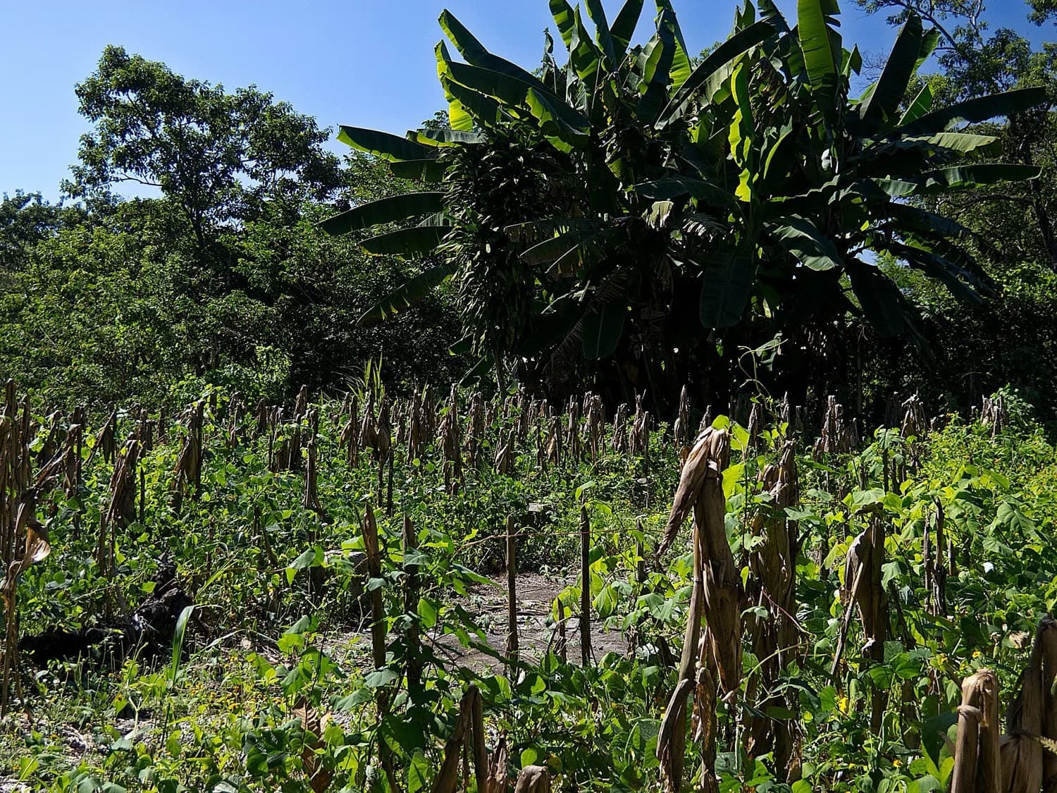 Mazorcas de maíz de varios colores recién cosechadas