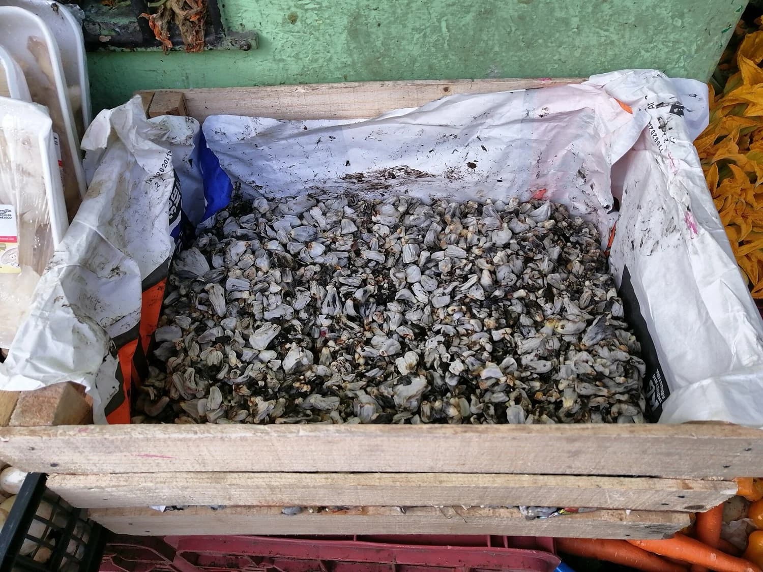 Mazorca de maíz infectada con huitlacoche negro y azulado