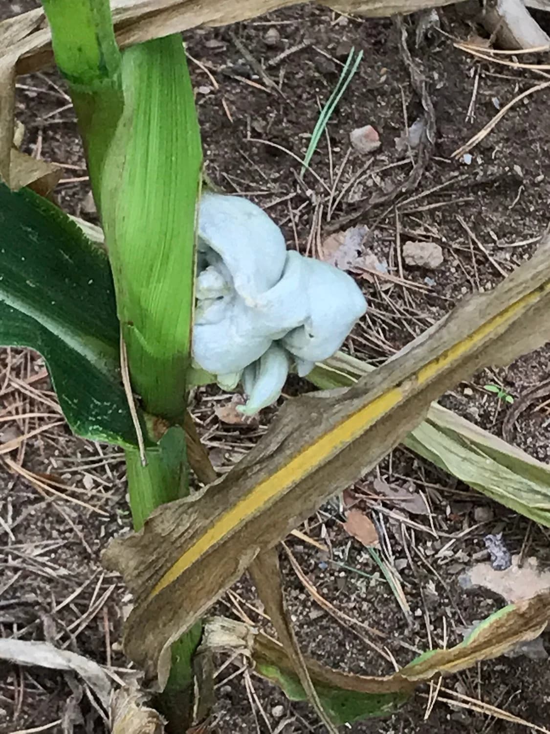 Huitlacoche guisándose en un sartén con epazote y chile serrano