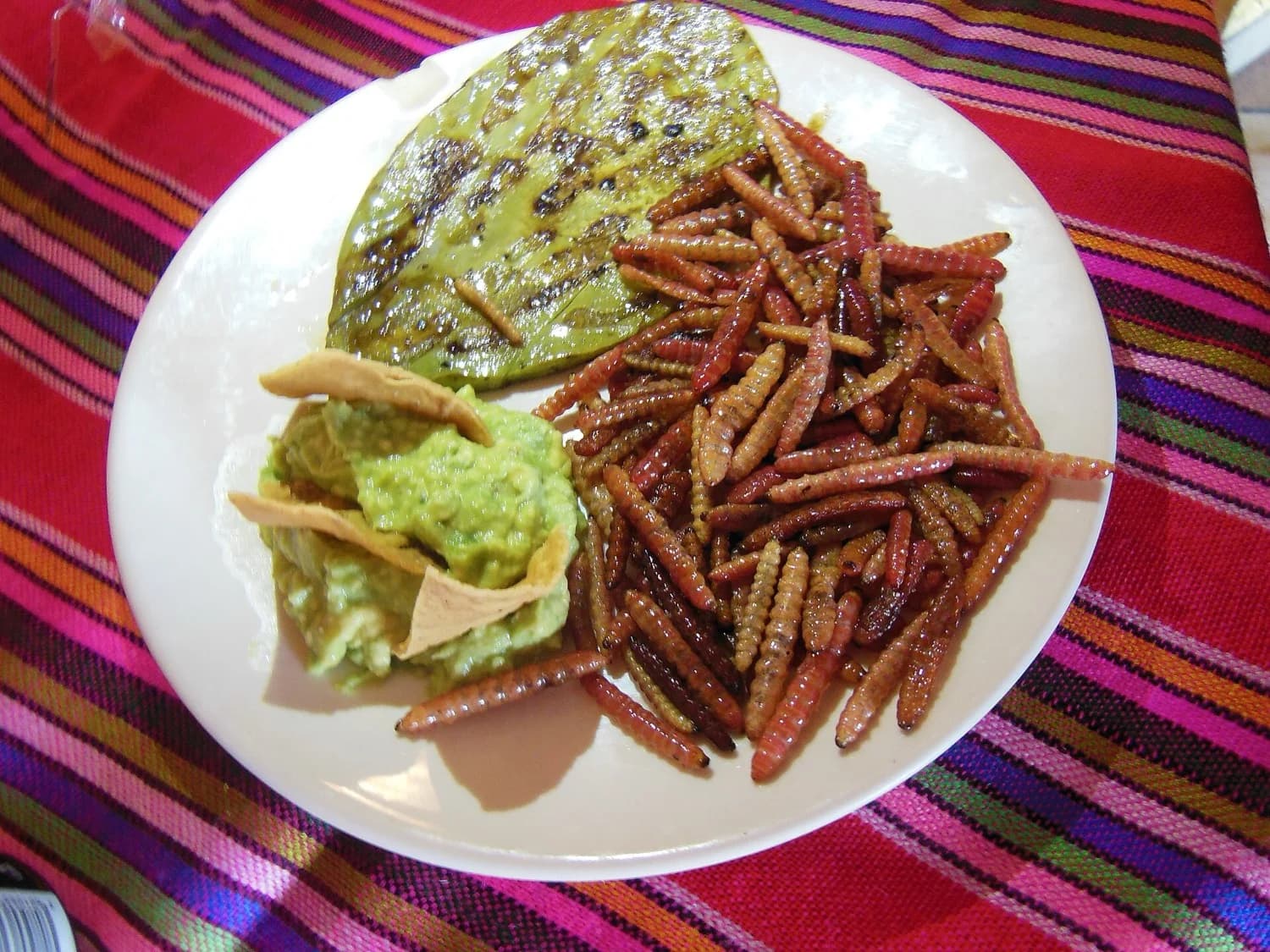 Gusanos de maguey rojos asándose en el comal junto a chiles guajillo