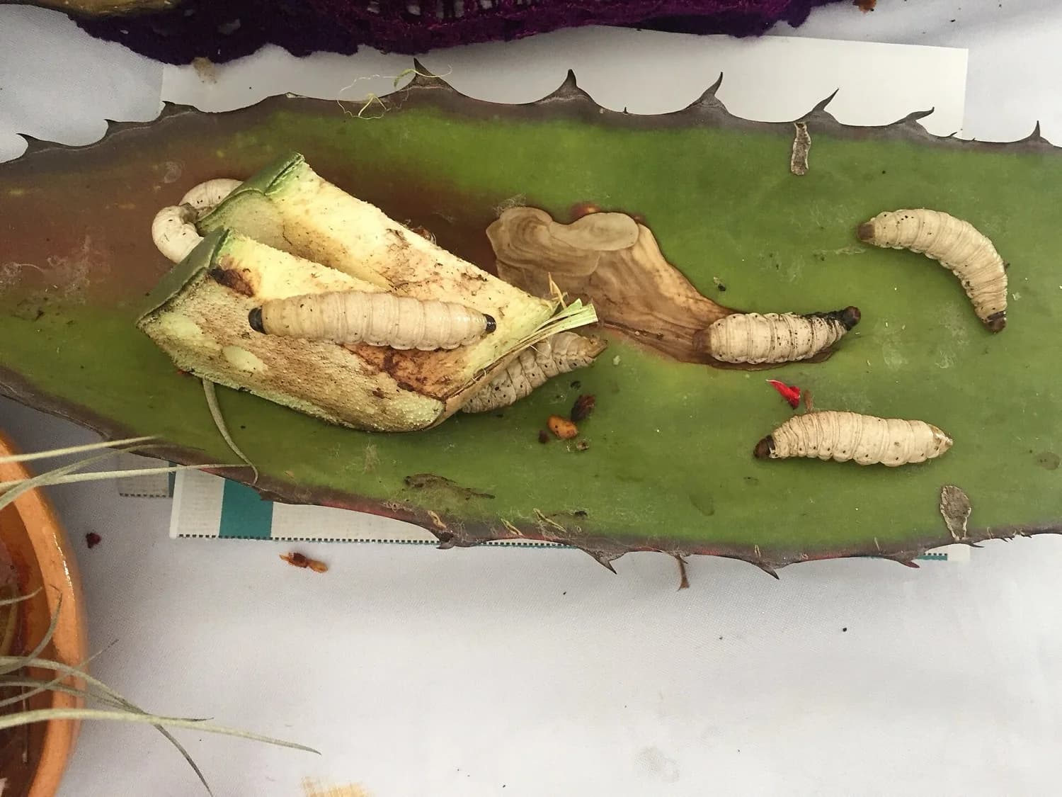 Sal de gusano molida con chile en un molcajete