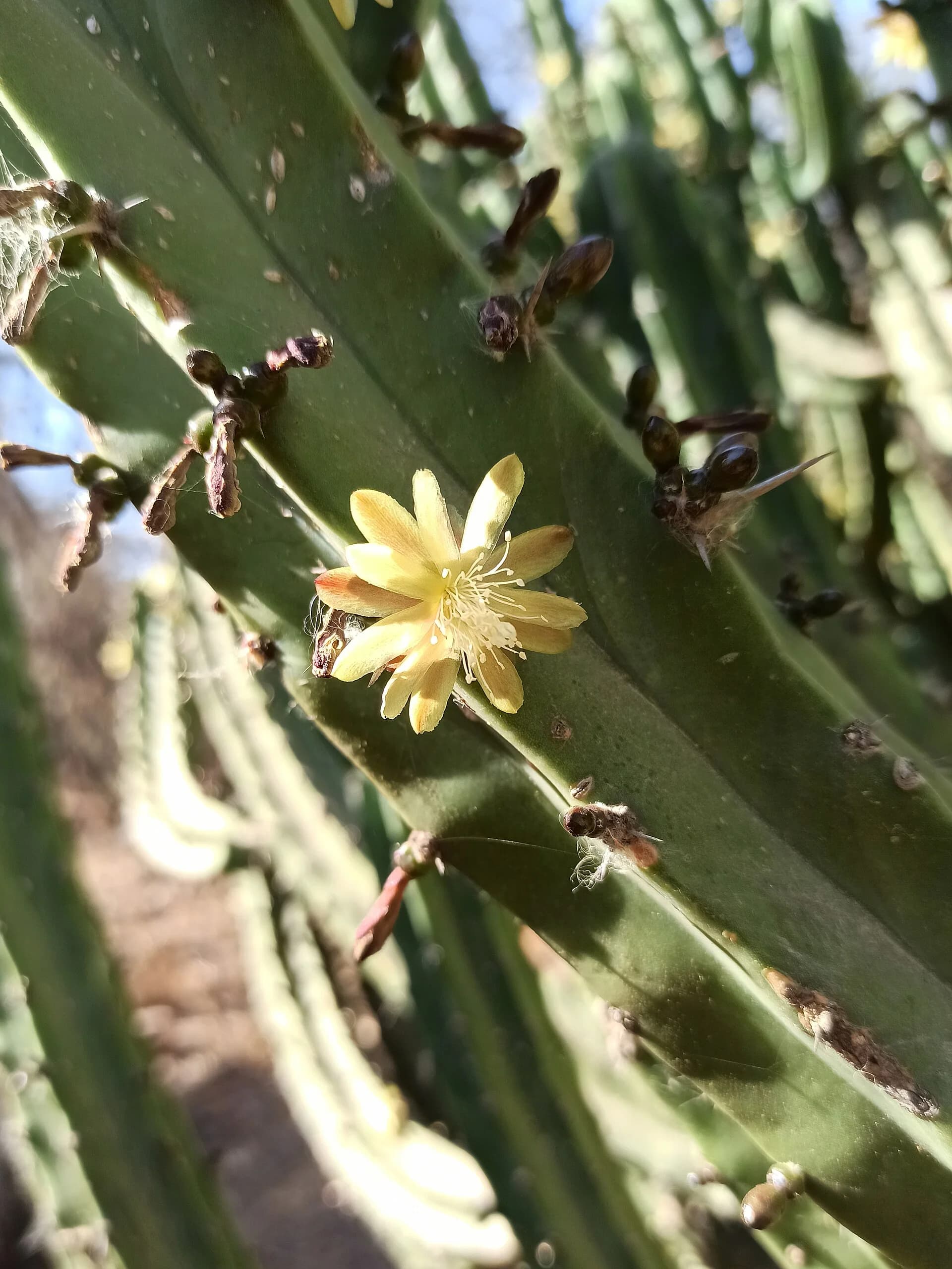 Flor del garambullo abierta en la punta del cactus
