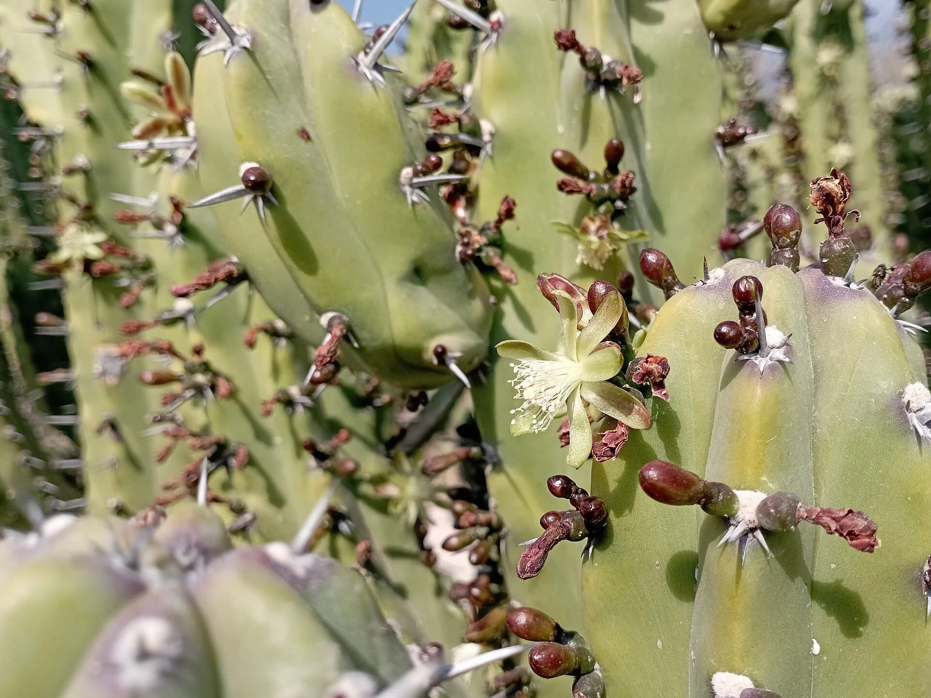 Flores de garambullo guisándose con huevo en un sartén