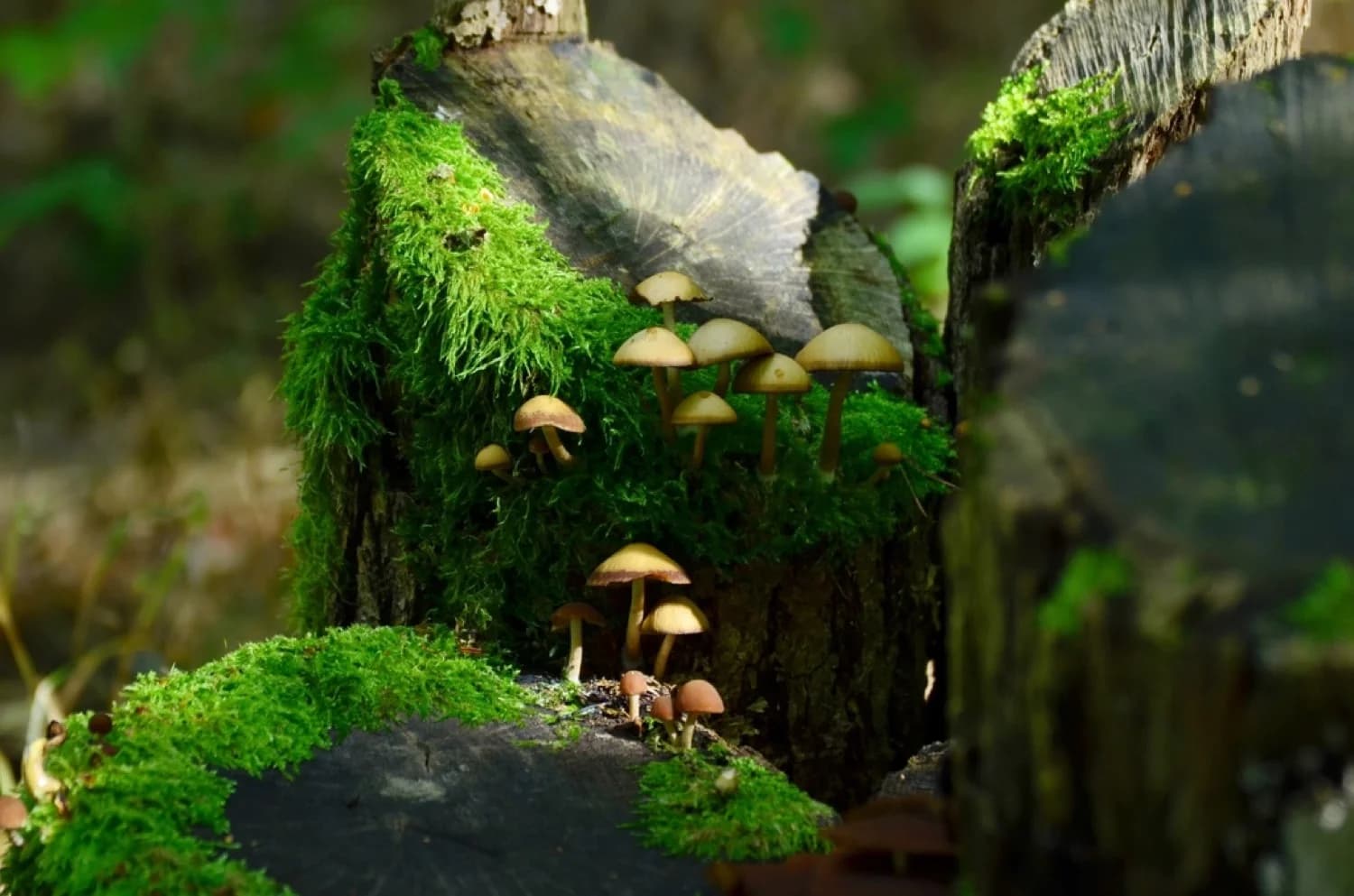 Variedad de hongos silvestres recolectados sobre musgo en el bosque