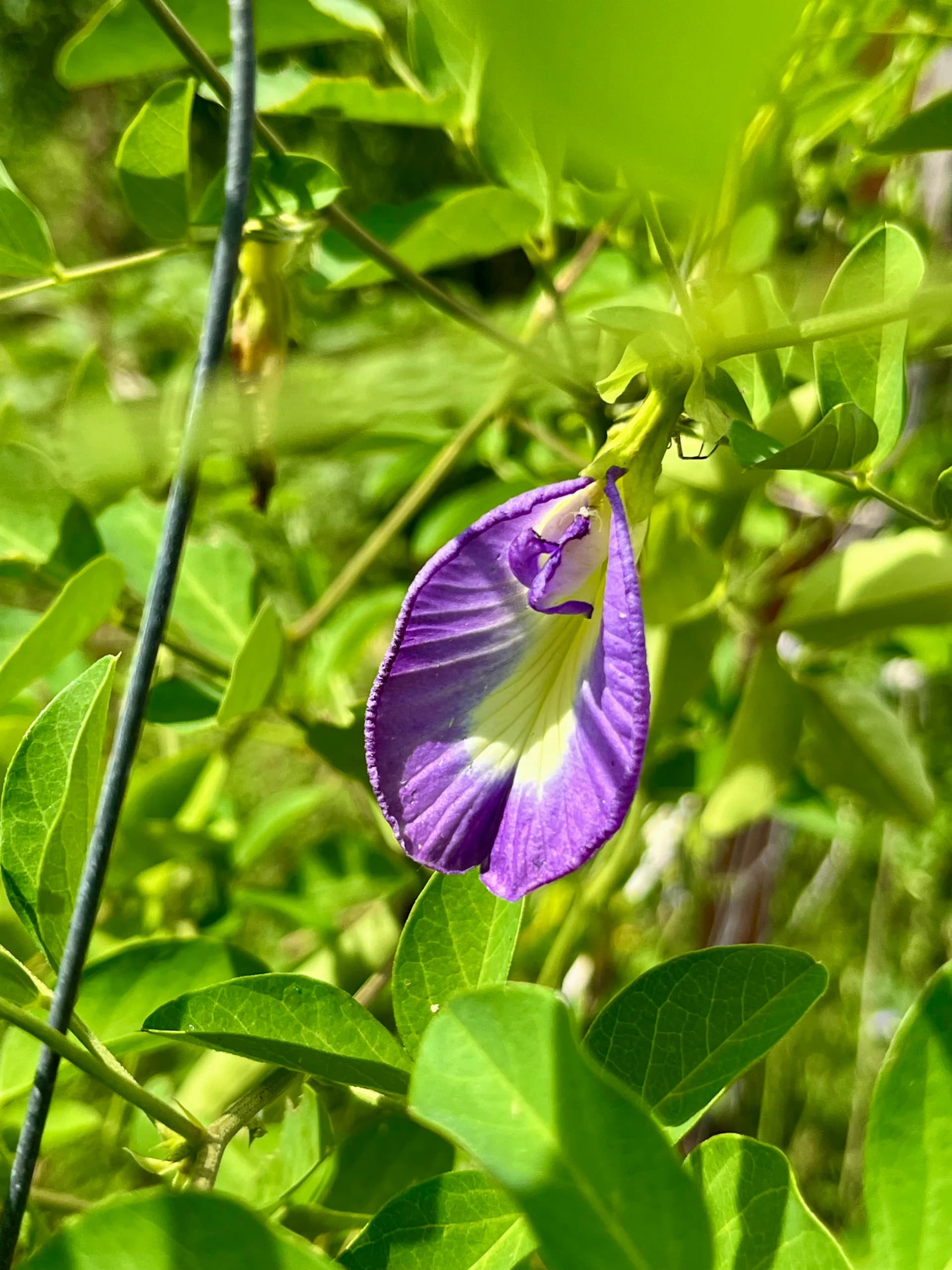 Flor de clitoria