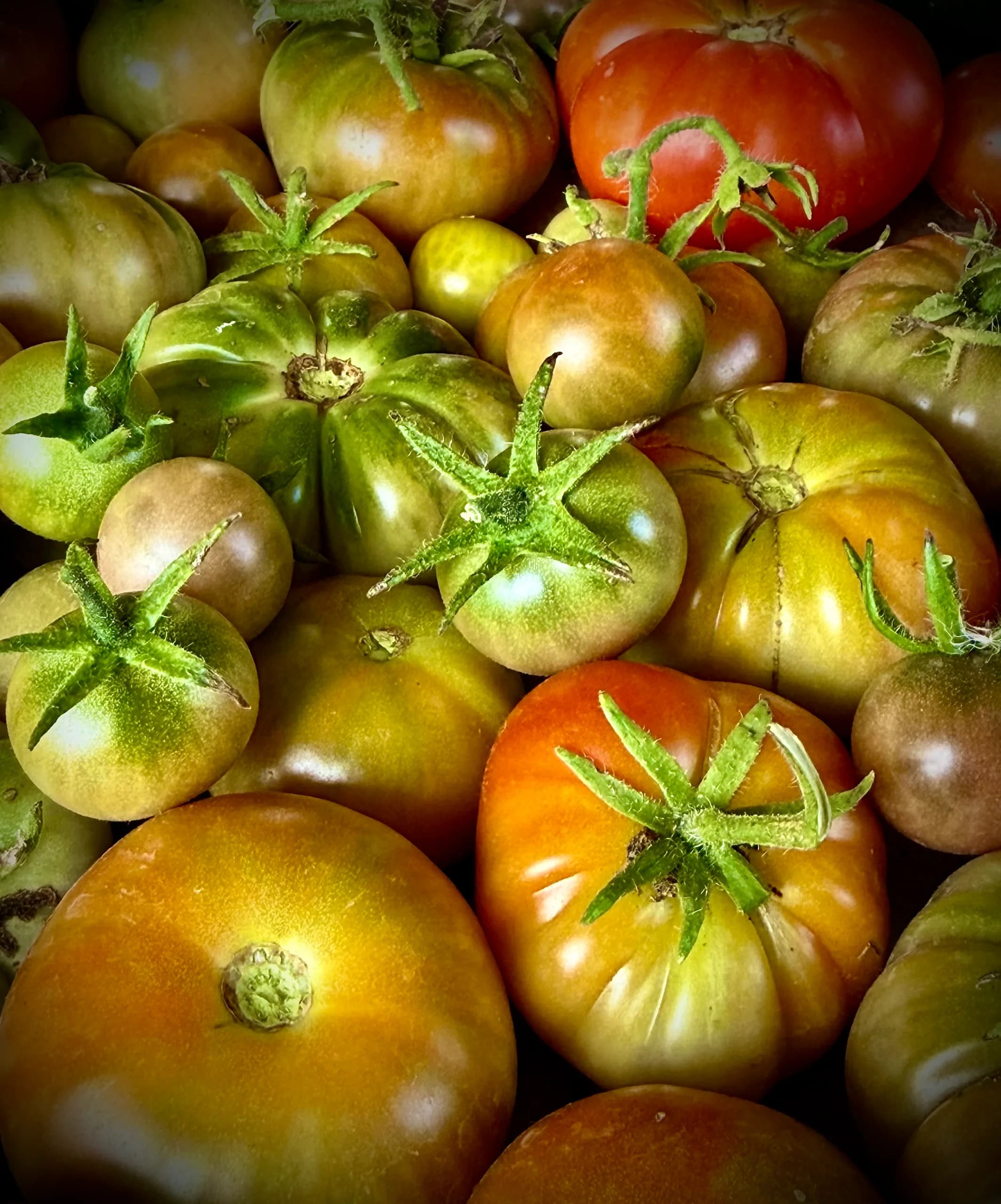 Distintas variedades de jitomates criollos