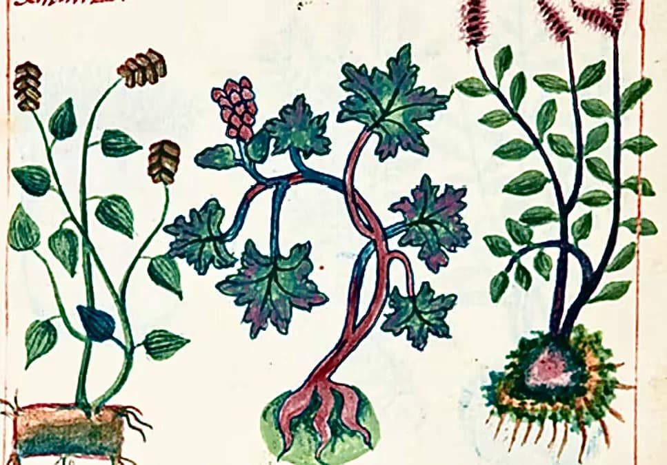 Imagen de 3 plantas medicinales y sus raíces