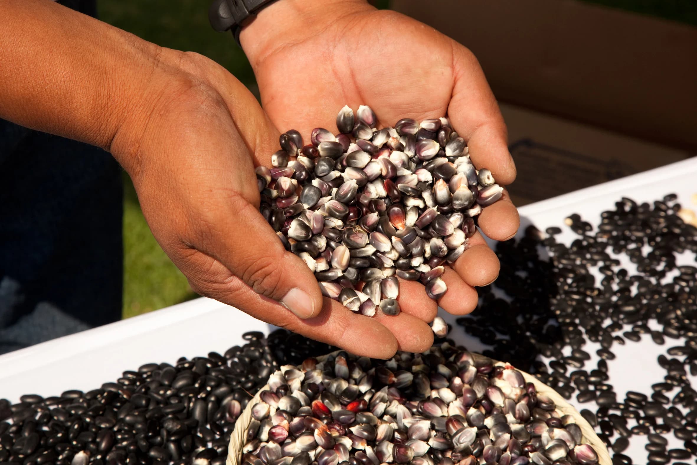 Hands holding native maize seeds